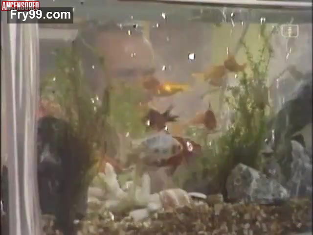 Dawn Addams – Armchair Theatre