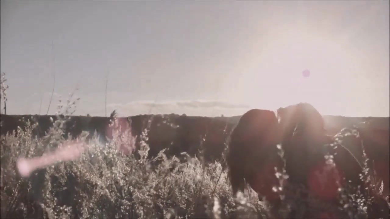 elisa brites – animal iii