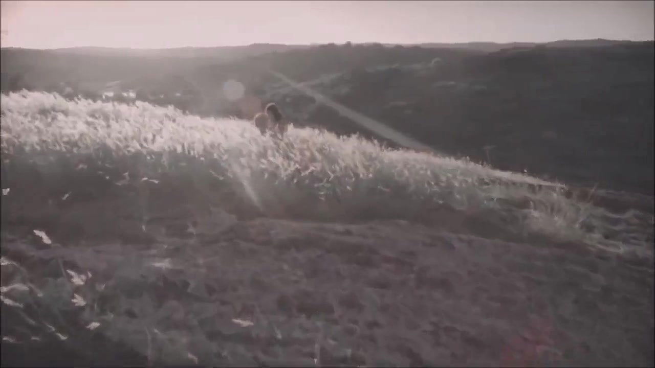 elisa brites – animal iii