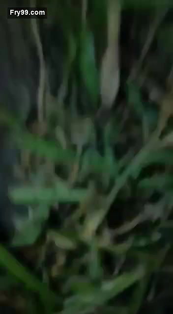 Village girl jungle mms