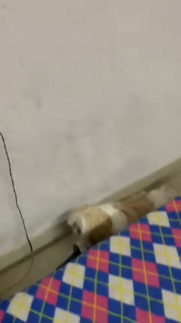 Cute Indian Girl Boobs Video Record