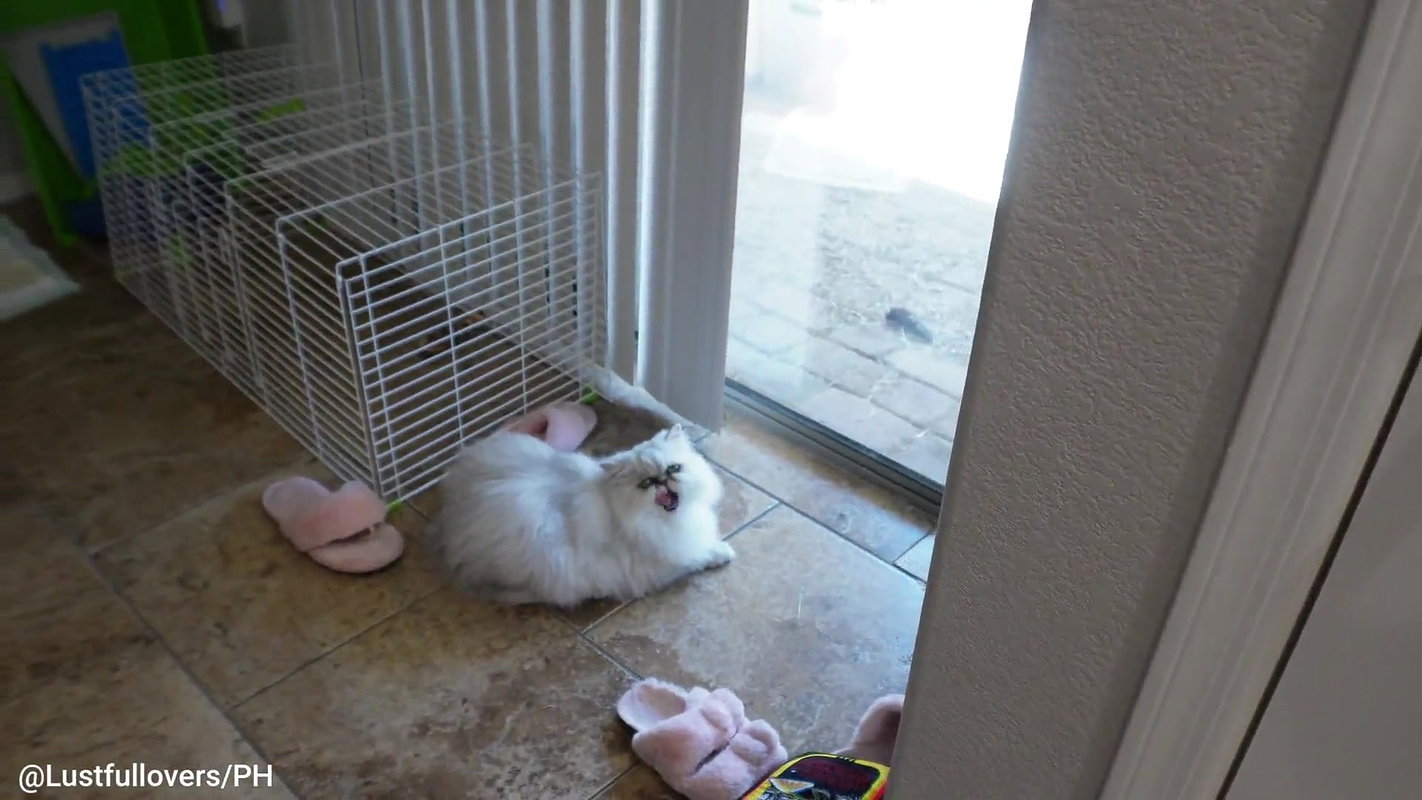 FIRST VLOG AND QA Ends In Lustful Passion