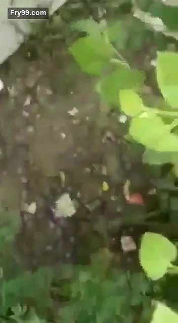 Desi lover  Outdoor fun