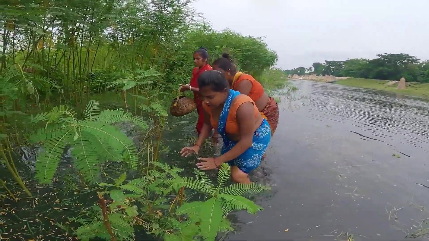 Village Womens Traditional Net Fishing on River