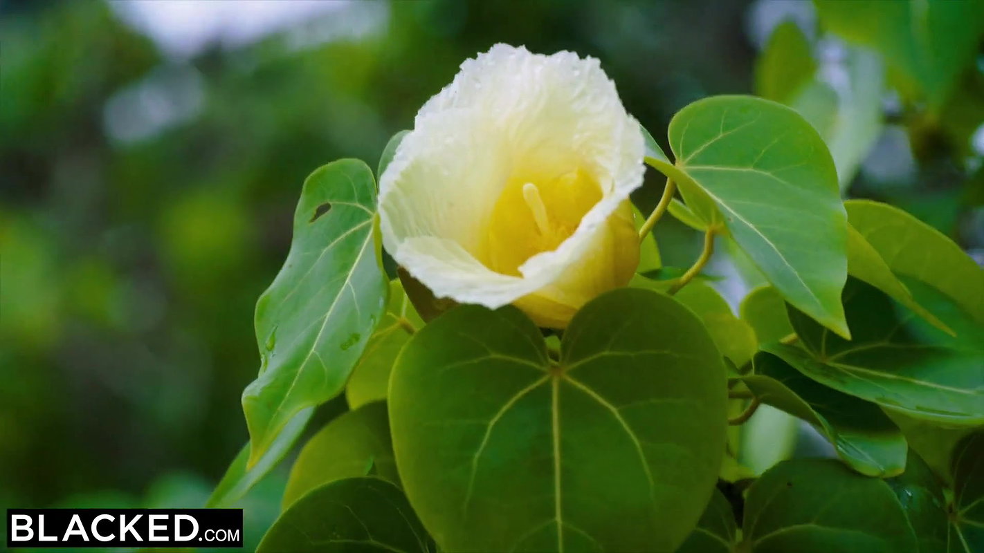 BLACKED She woke up early so her boyfriend wouldnt notice she was gone