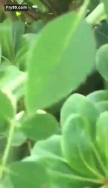 Collage lover  Park sex