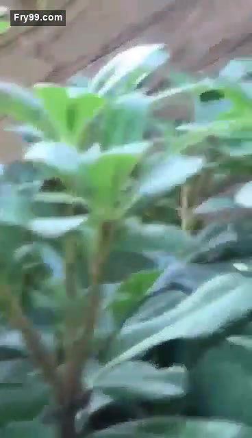 Collage lover  Park sex