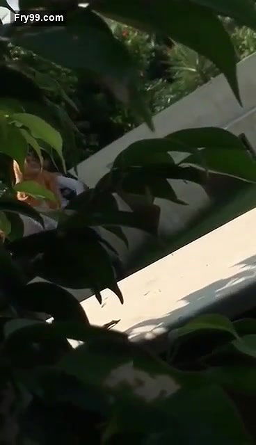 Collage lover  Park sex