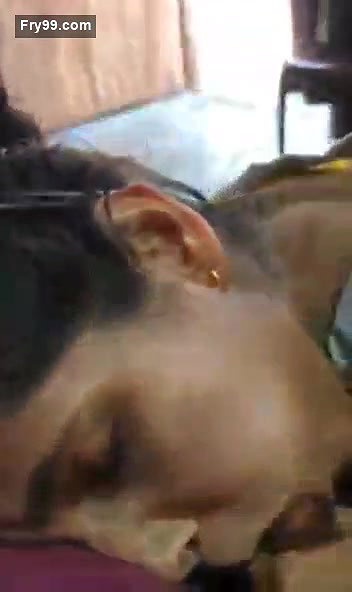 Desi Girl Sucking