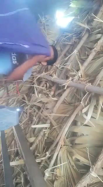 Assamese lover outdoor