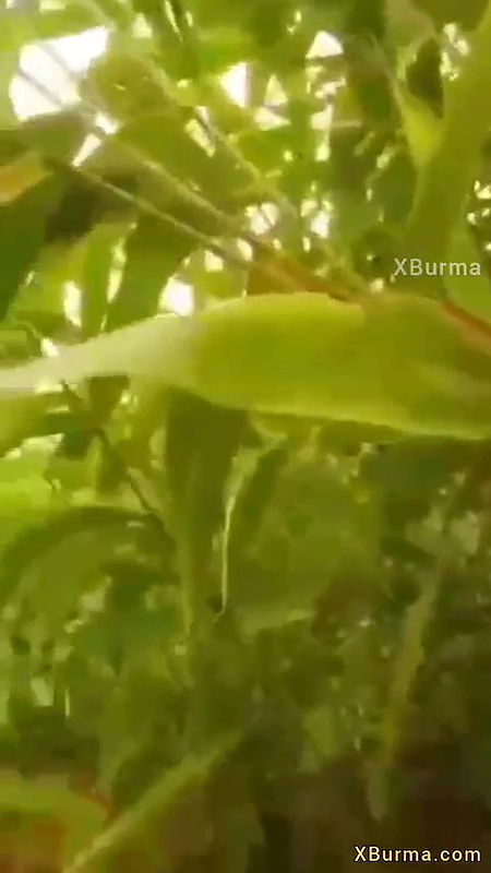 Burma girl tight pussy