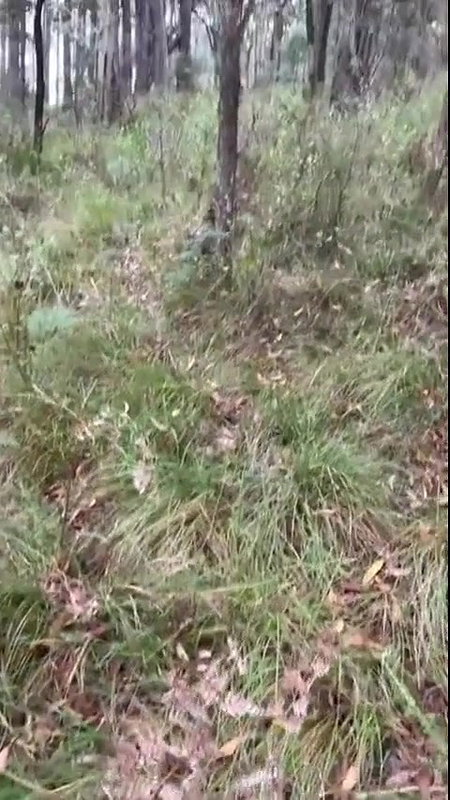 Gracewearslace Nude Forest Blowjob Sex Tape Video Leaked