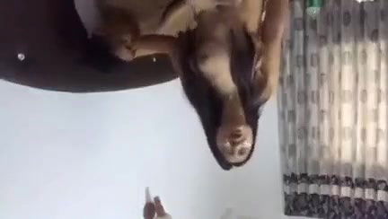 VID-204458-WA46145115