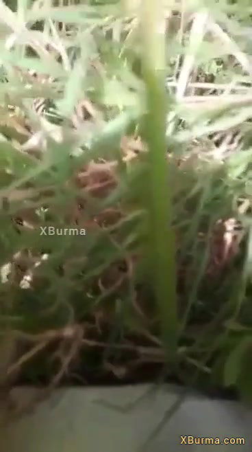 Village burma girl fucking outdoor with toy condom