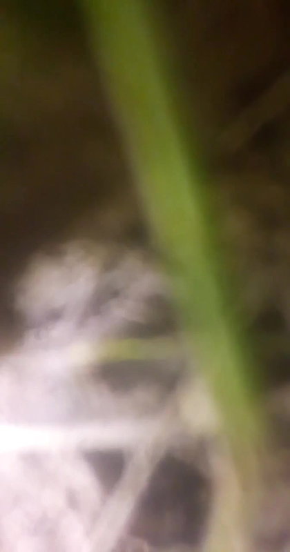 Village lady shaved pussy fucking