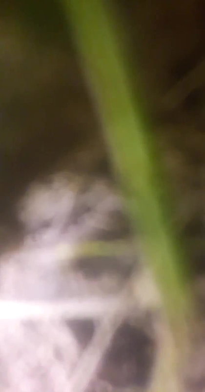 Village lady shaved pussy fucking