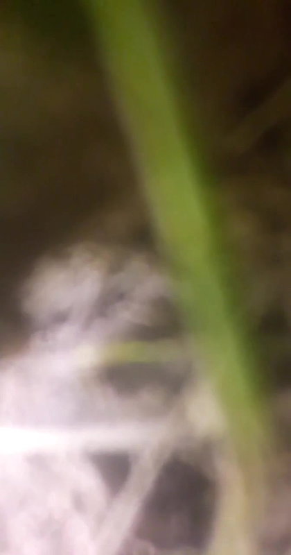 Village lady shaved pussy fucking