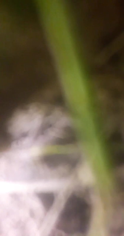 Village lady shaved pussy fucking