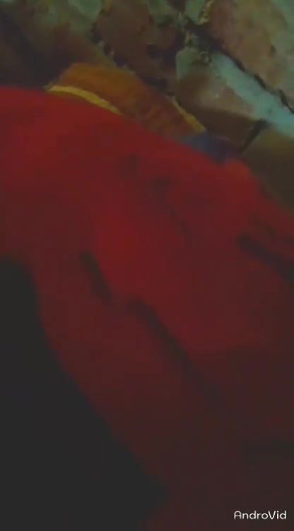 Bhabi fucking with Husband