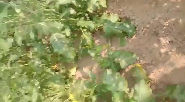 Caught fucking in jungle