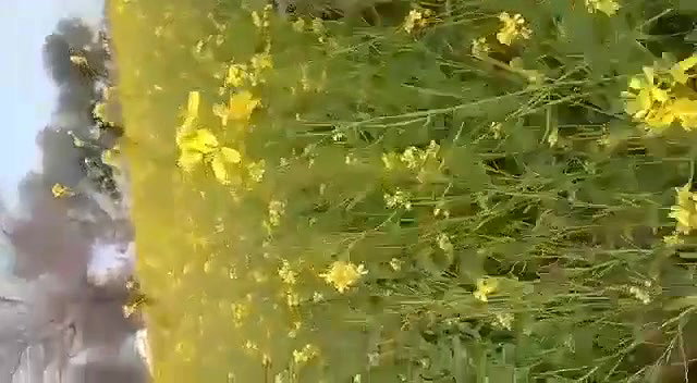 Caught fucking in jungle