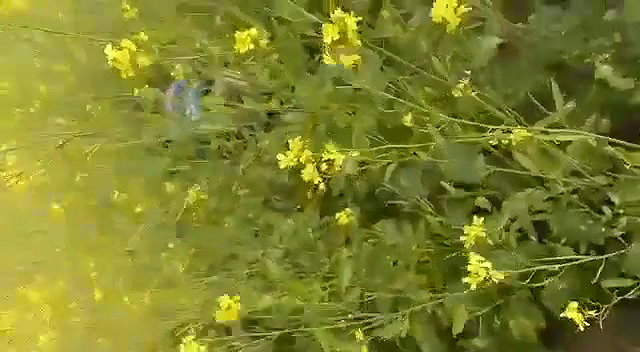 Caught fucking in jungle