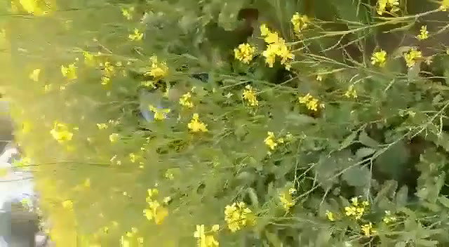 Caught fucking in jungle