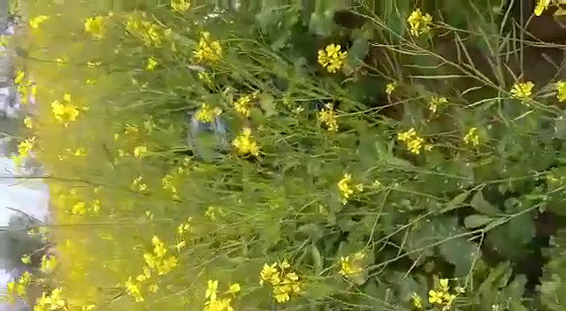 Caught fucking in jungle