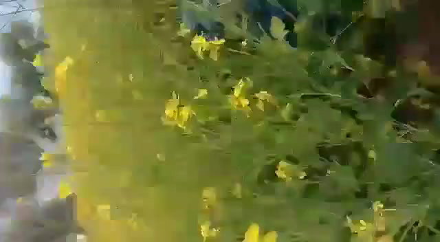 Caught fucking in jungle