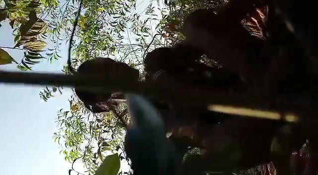 Jungle fucking