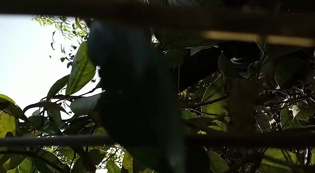 Jungle fucking