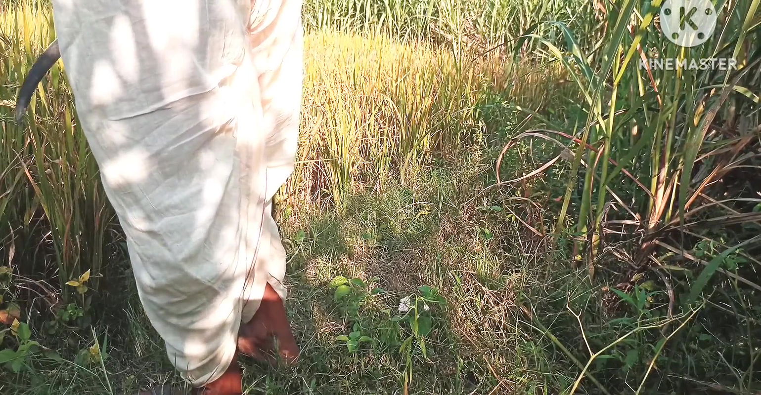 Desi paddy harvesting, new daughter-in-law’s father-in-law fucked. Hindi conversation. HQ XDES