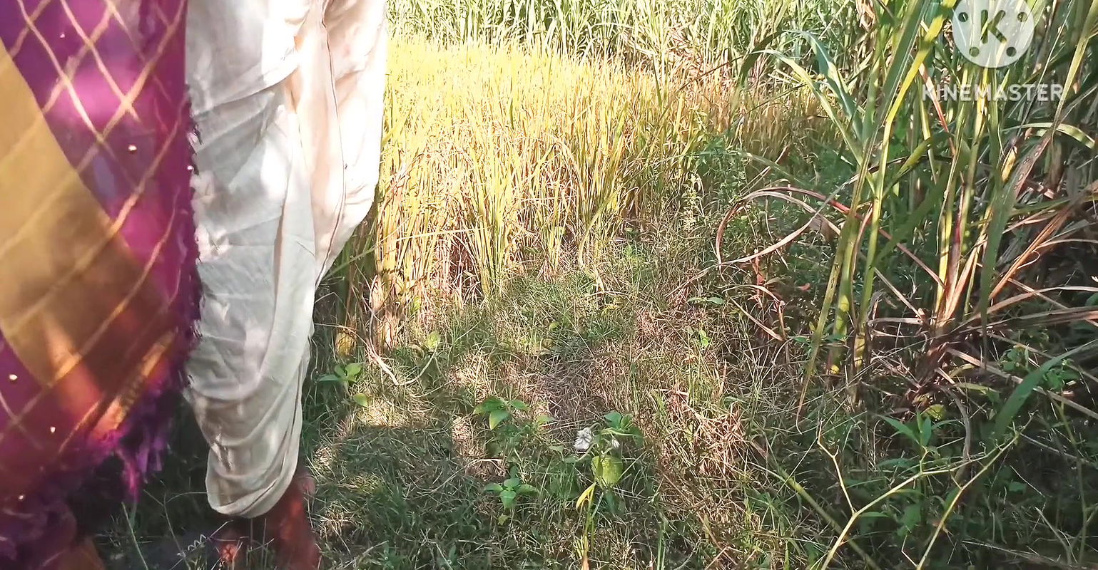Desi paddy harvesting, new daughter-in-law’s father-in-law fucked. Hindi conversation. HQ XDES