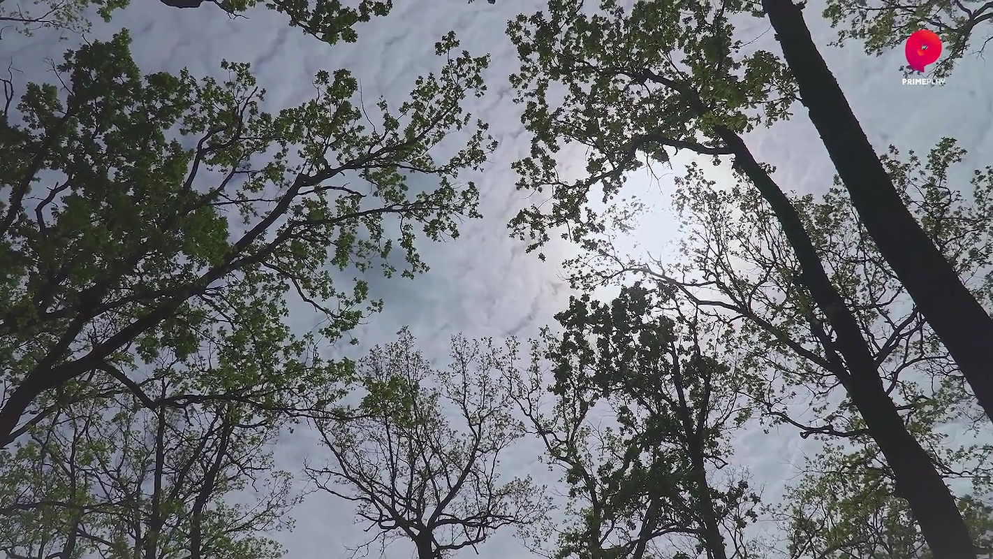 Daan Epi 1-2 Primeplay