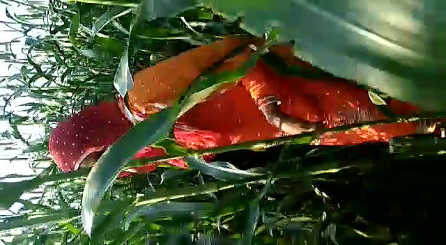 In jungle village wife