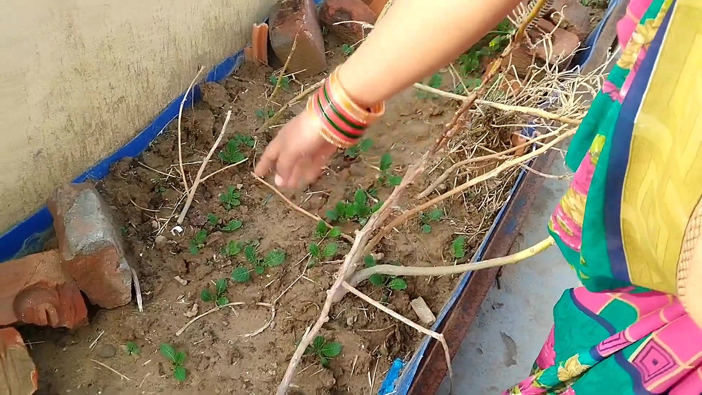 Booby village bhabhi showing huge cleavage and hanging boobs in her vlog