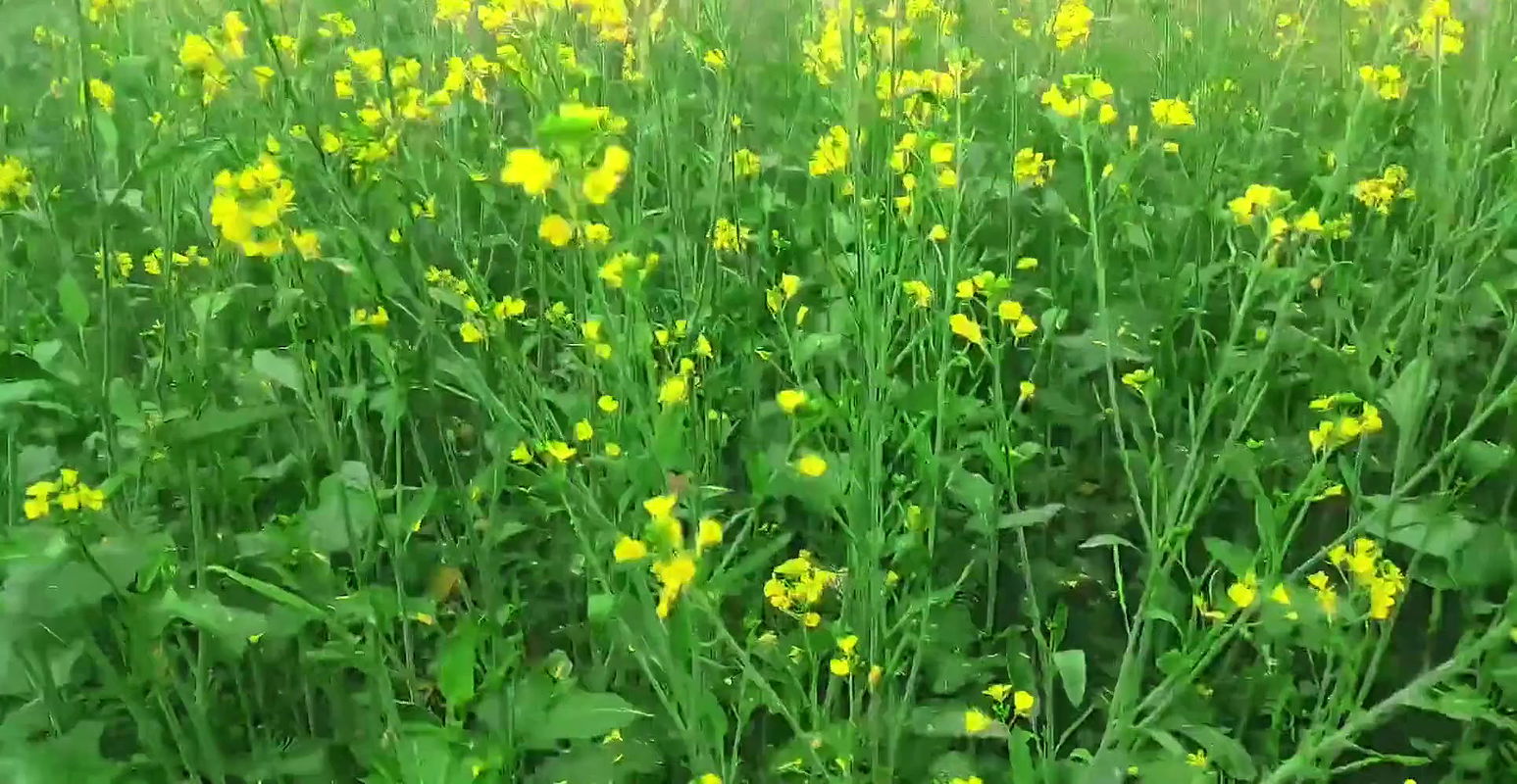 Makan malik jab Ghar ke naukrani ko jungle me lejake hard sex kar rahe the tab Malikin ne dono ko pakra chudai karte huye tab k