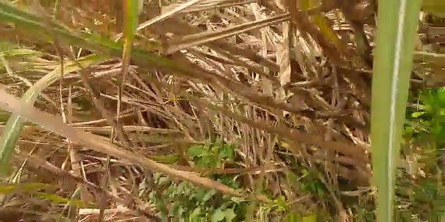 Couple Outdoor Fucking caught