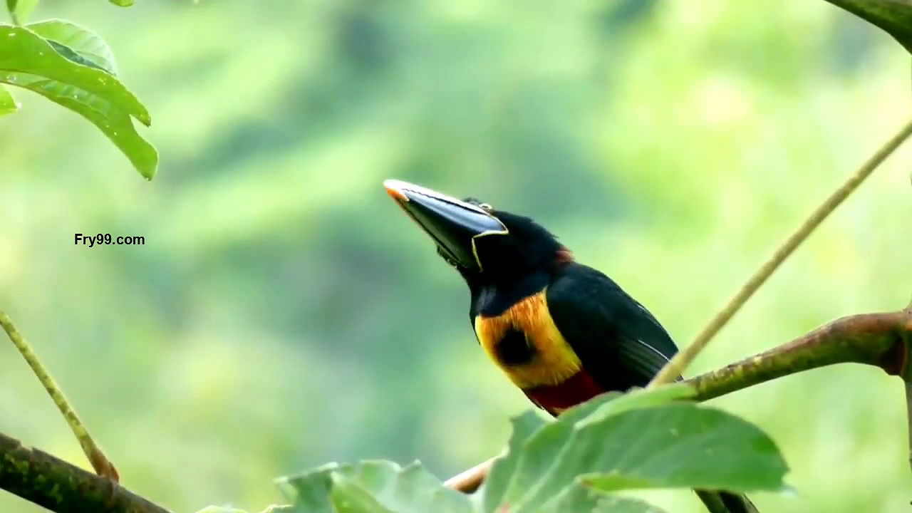 Youtuber ” sumi ” membership video colletion -64