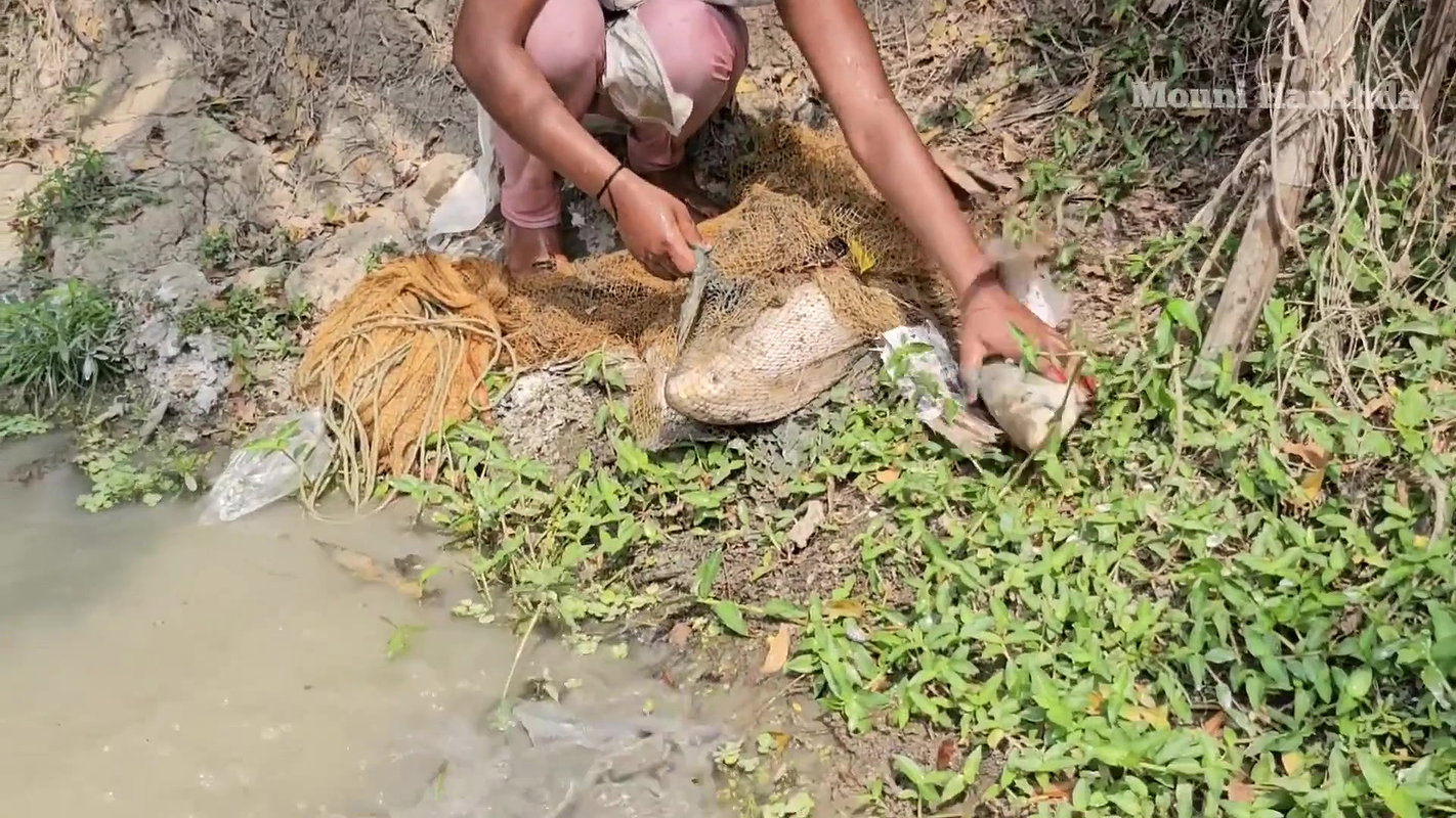 Amazing Mouni Net Fishing in Mud Water