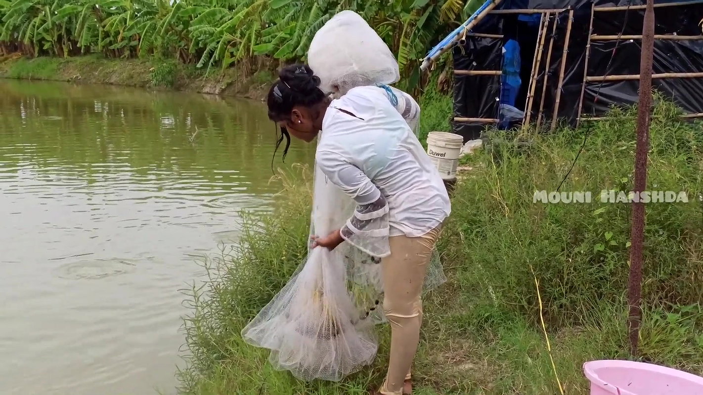 Amazing Mouni Net Fishing Piranha Fish