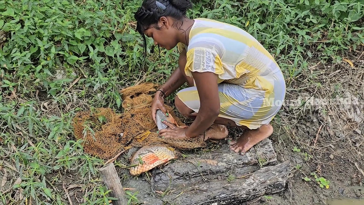 Amazing Net Fishing in Mud Water-da
