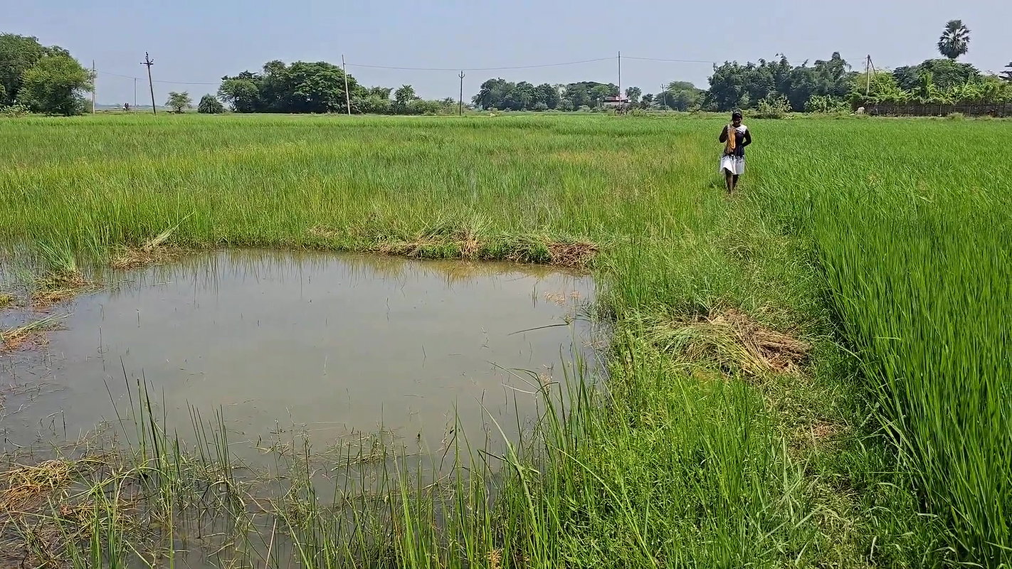 Amazing Net Fishing in Village  paddy field