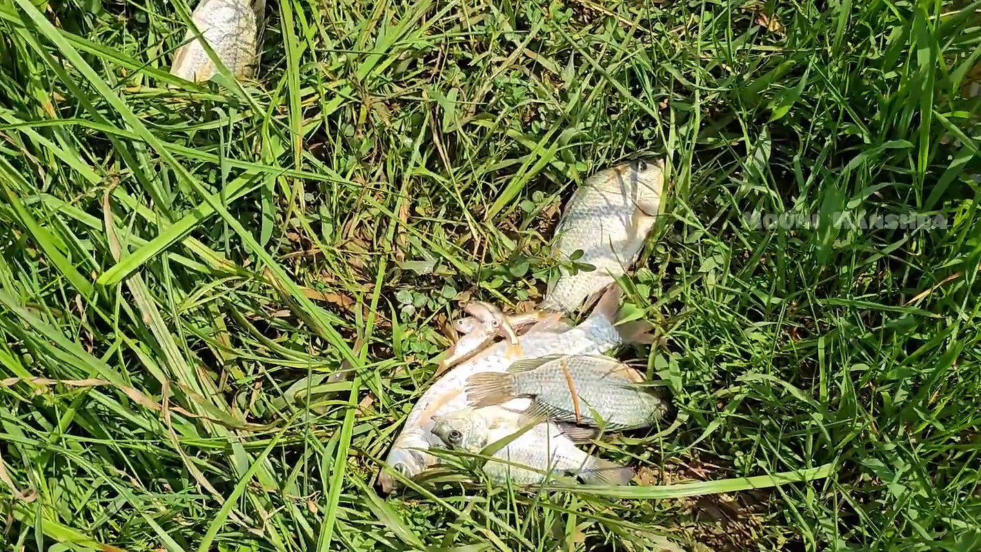 Amazing Net Fishing in Village  paddy field
