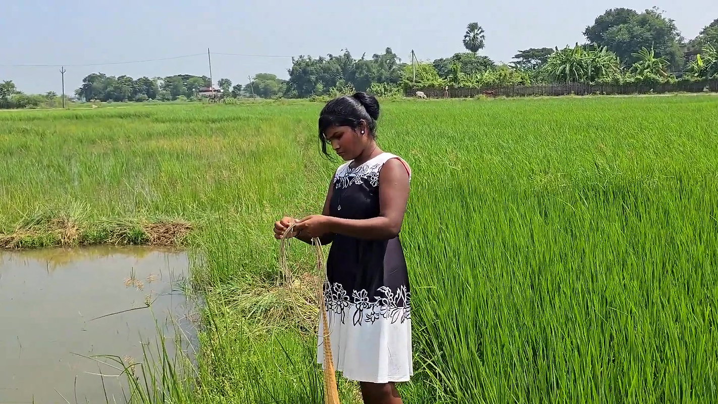 Amazing Net Fishing in Village  paddy field