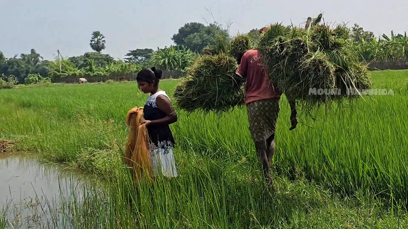 Amazing Net Fishing in Village  paddy field