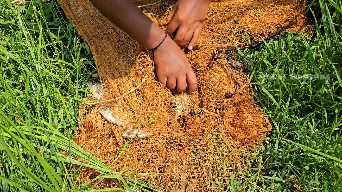 Amazing Net Fishing in Village  paddy field