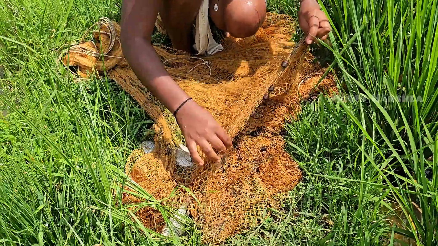 Amazing Net Fishing in Village  paddy field