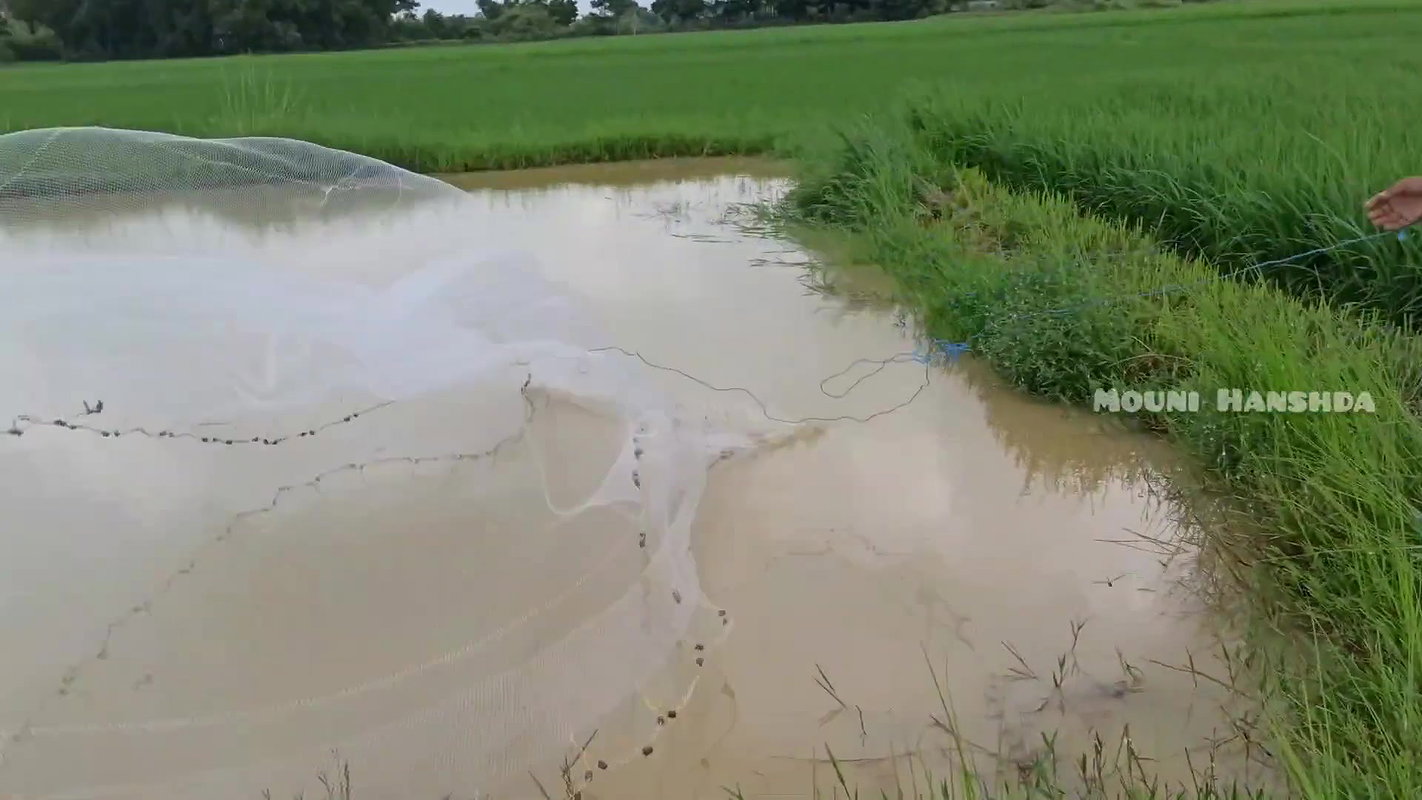 Amazing Net fishing video  Mouni Handhda