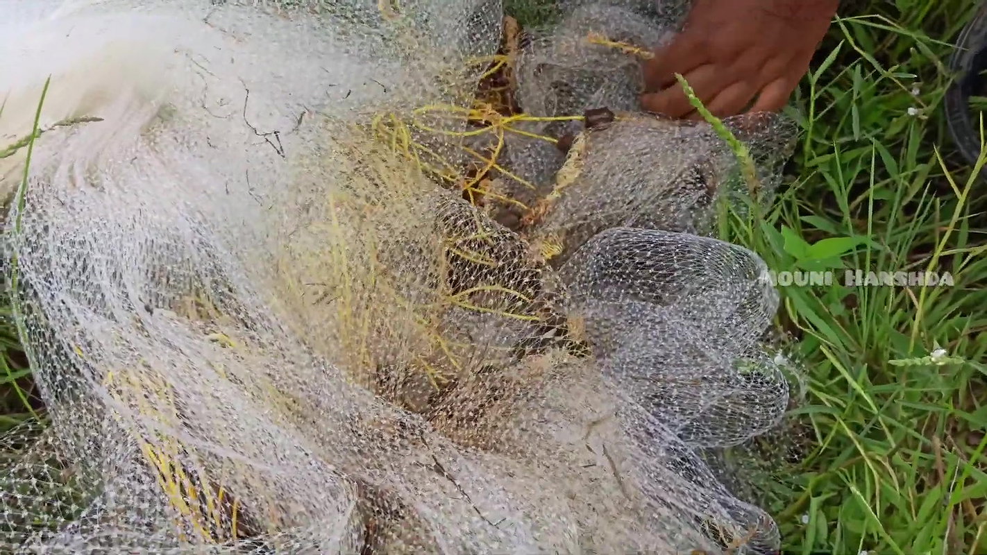 Amazing Net fishing video  Mouni Handhda